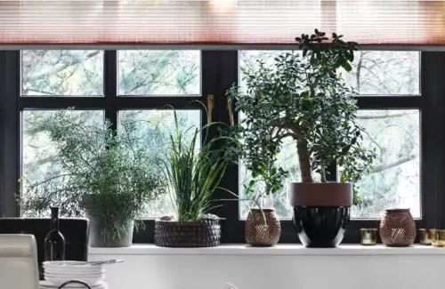 Die Innenseite eines dunkel gefärbten Holz-Alu-Fensters mit Pflanzen, Dekoration und Rollo